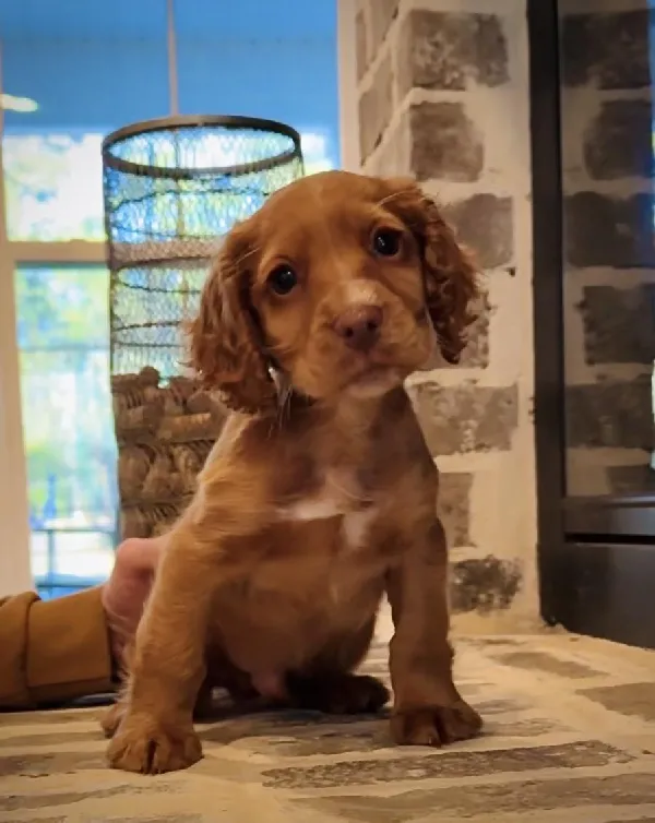 English Cocker Spaniel