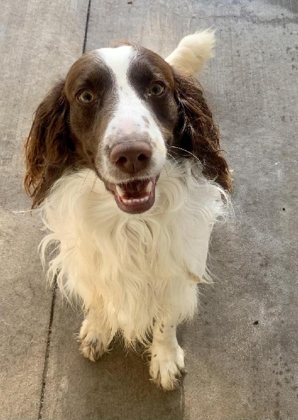 English Springer Spaniel