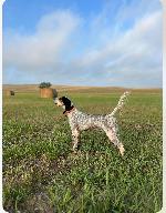 LLEWELLIN SETTER PUPPIES - TEXAS