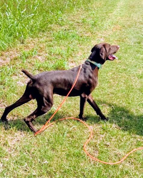 German Shorthaired Pointer
