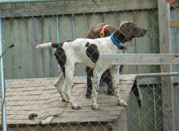 German Shorthaired Pointer
