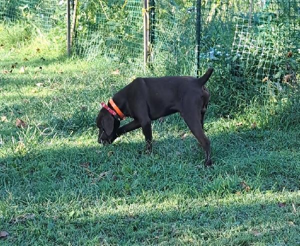 German Shorthaired Pointer
