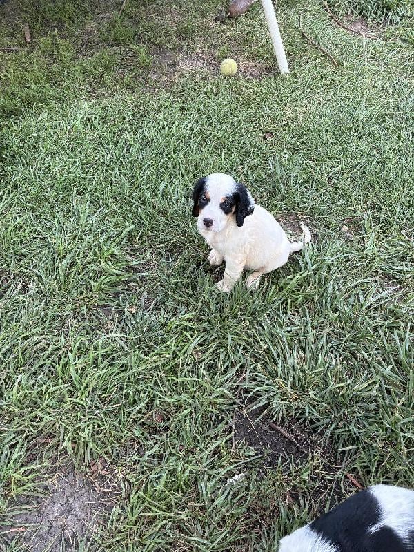 DOC AND MIA PUPS English Setter