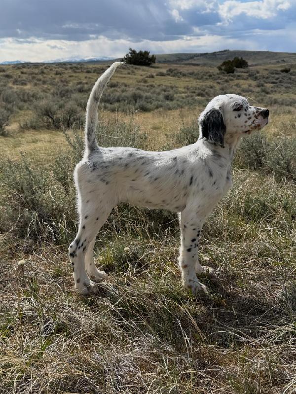 English Setter