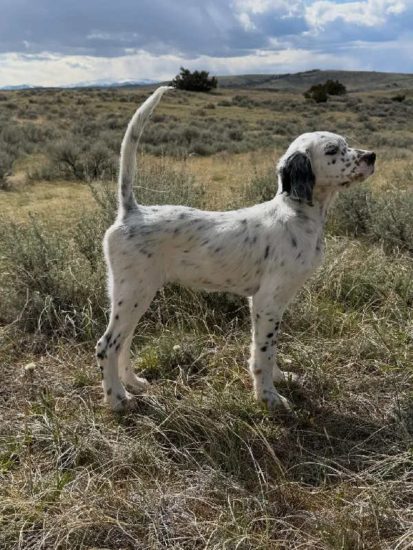 English Setter