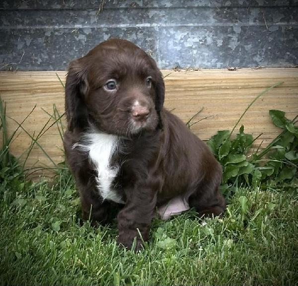 English Cocker Spaniel