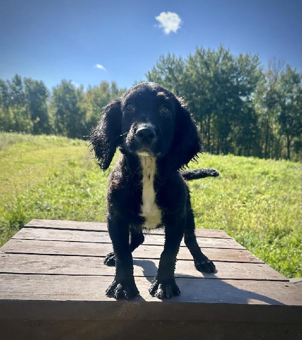 English Cocker Spaniel