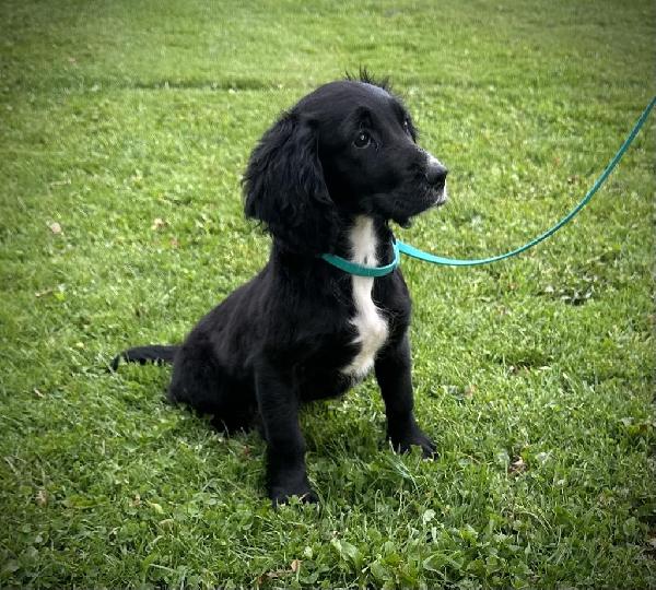 English Cocker Spaniel