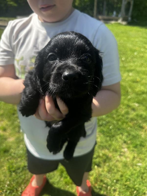English Cocker Spaniel