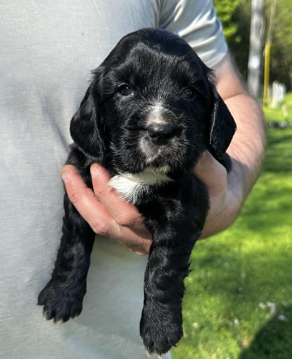 English Cocker Spaniel