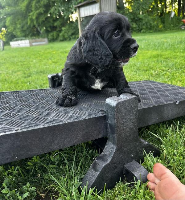 English Cocker Spaniel