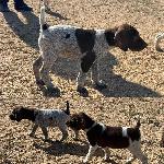 GERMAN SHORTHAIR MH/VC BREEDING 8WK OLD PUPS