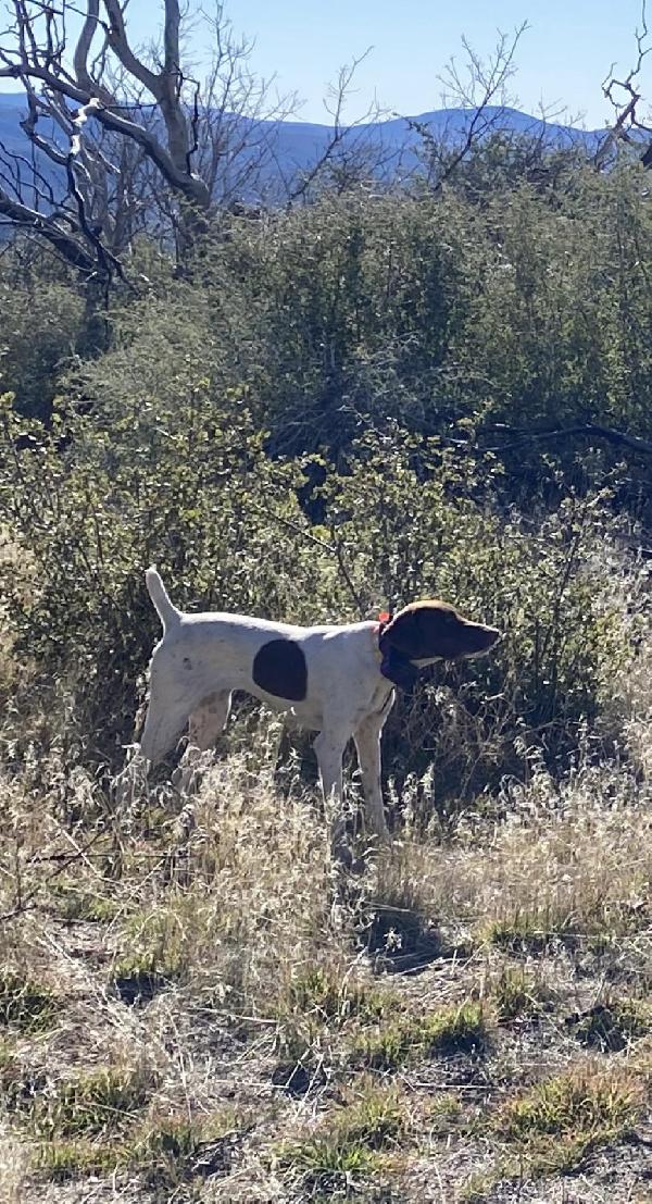 German Shorthaired Pointer