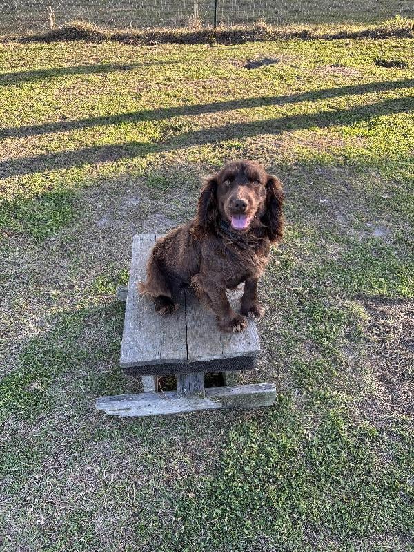 ENGLISH COCKER SPANIEL FLUSHING RETRIEVER English Cocker Spaniel