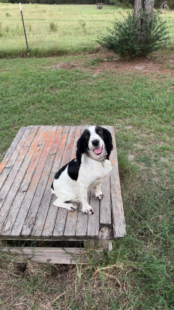 English Cocker Spaniel