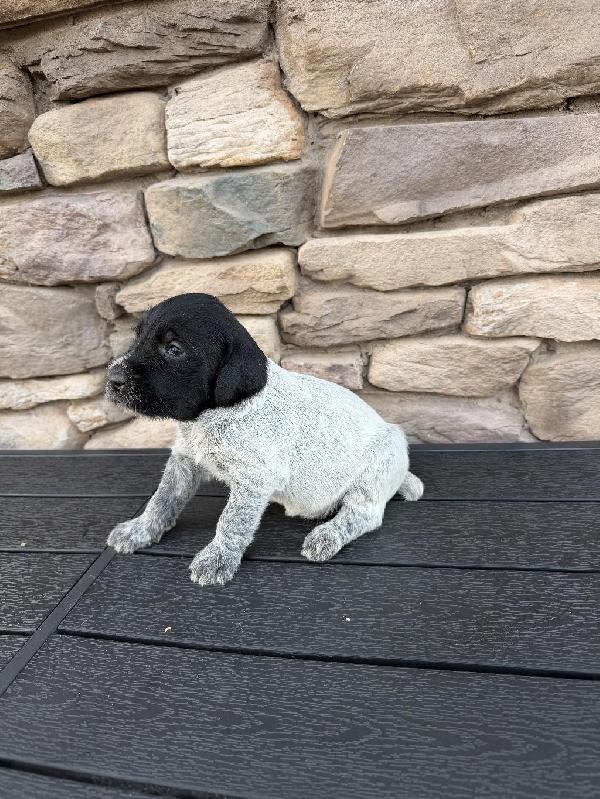 German Wirehaired Pointer
