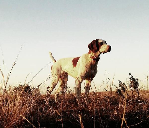 American Brittany