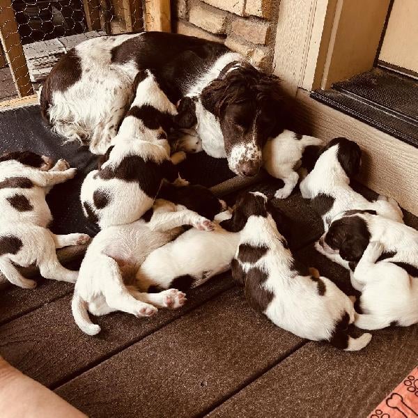 AKC FIELD BRED ESS PUPPIES CO 303-250-0302 English Springer Spaniel