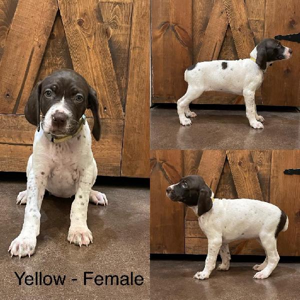 Gsp Puppies For Sale