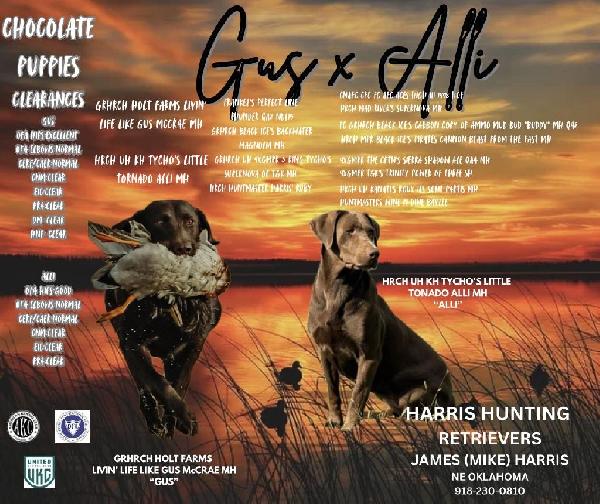 GRHRCH GUS MH X HRCH UH ALLI MH Labrador Retriever