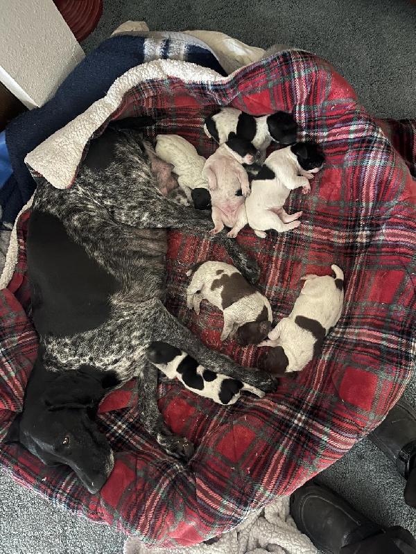 German Shorthaired Pointer