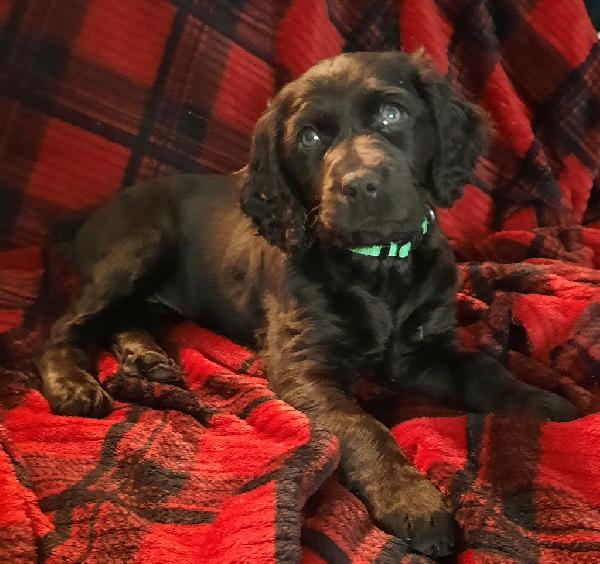 BOYKIN SPANIEL PUPPIES FOR SALE