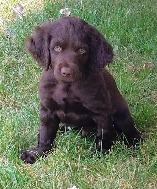 Boykin Spaniels
