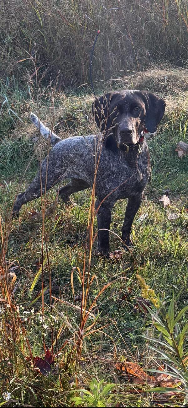 German Shorthaired Pointer