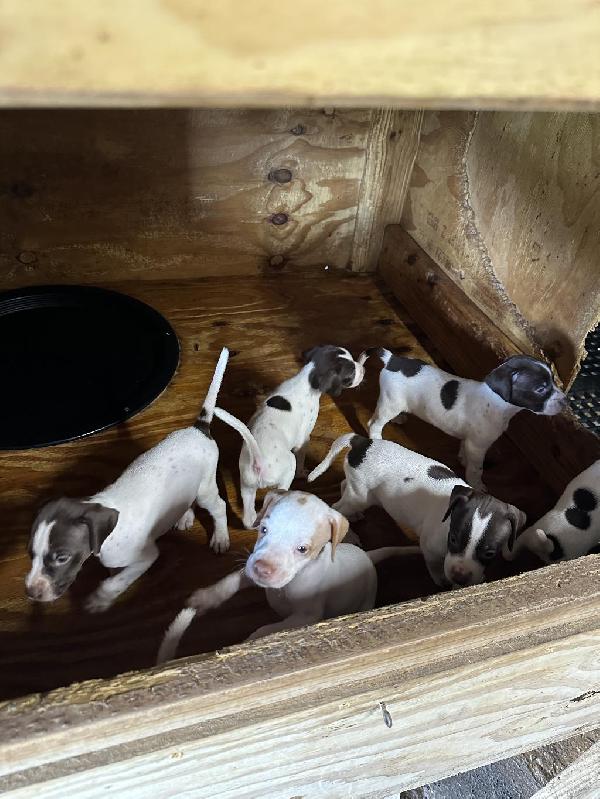 English Pointer