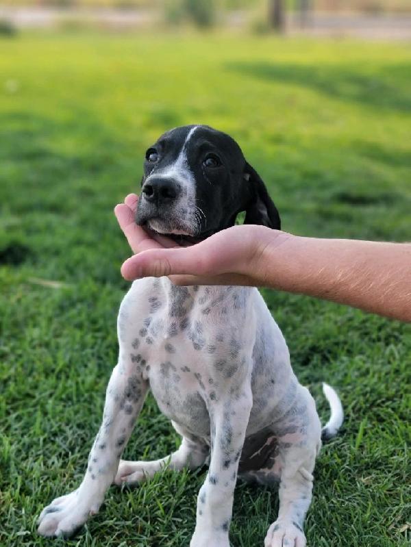 ENGLISH POINTER PUPPIES FOR SALE