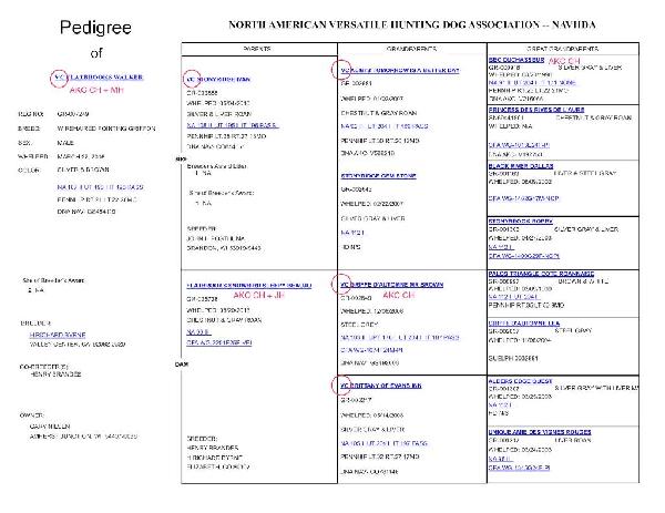 PEDIGREE FOR SIRE: VC CH FLATBROOKS WALKER MH