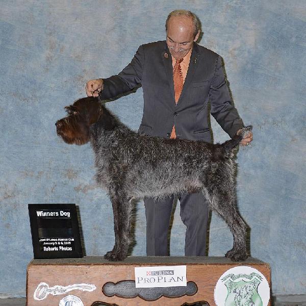AKC CHAMPION SIRE: VC CH FLATBROOKS WALKER MH