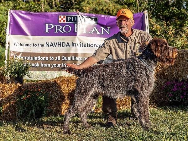 Wirehaired Pointing Griffon