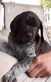 German Shorthaired Pointer