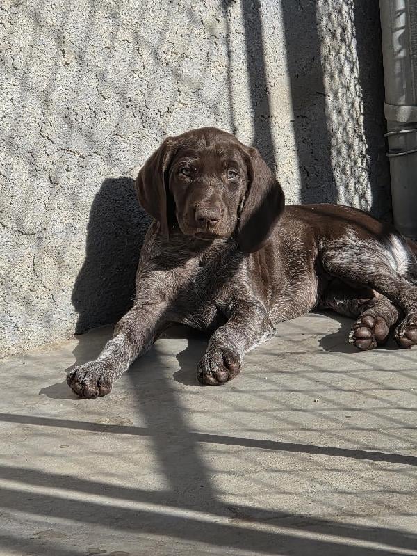 German Shorthaired Pointer
