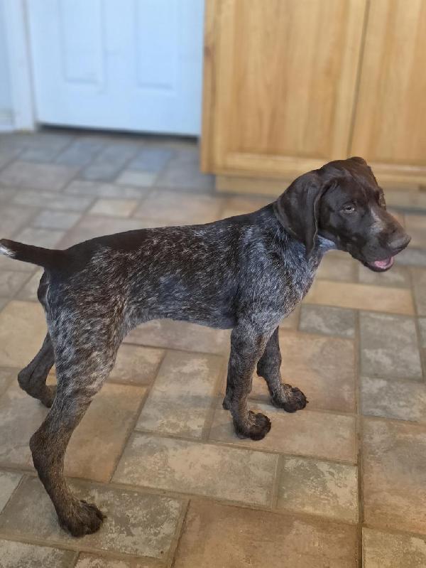 German Shorthaired Pointer