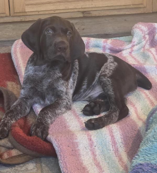 German Shorthaired Pointer