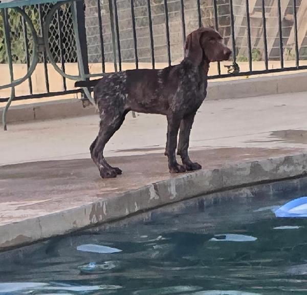 German Shorthaired Pointer