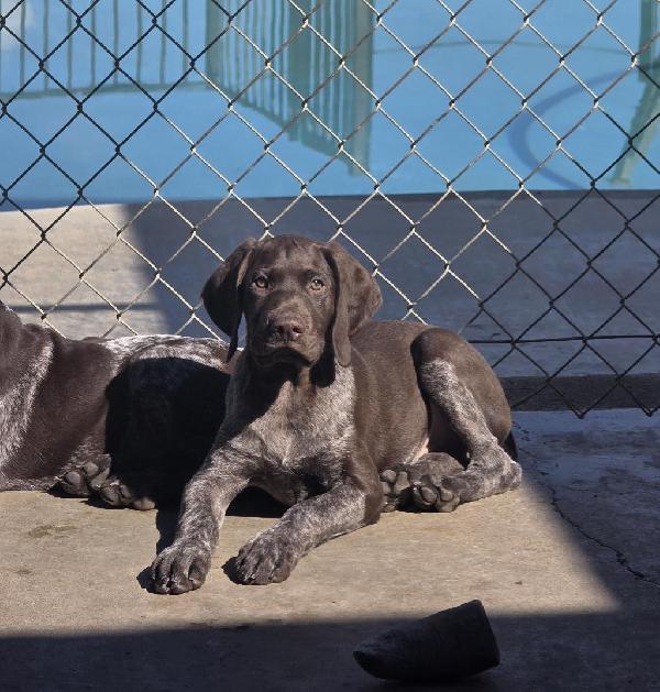 AKC GERMAN SHORTHAIRED POINTER PUPPIES German Shorthaired Pointer