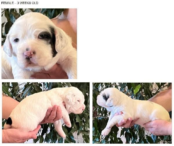 FDSB ENGLISH SETTER PUPPIES, NATL CHAMP SIRE English Setter