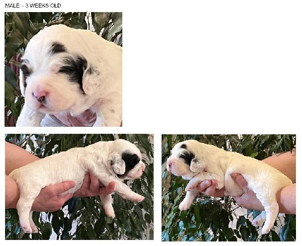 MALE 3-WEEKS OLD