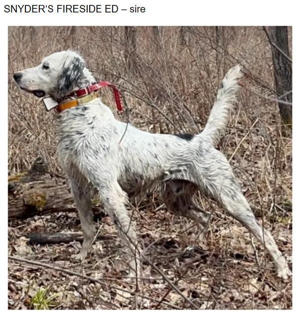 SNYDERS FIRESIDE ED - SIRE