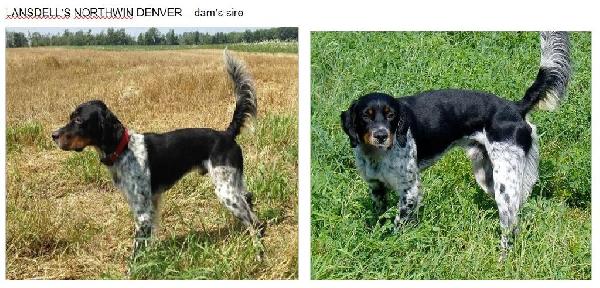 LANSDELLS NORTHWIN DENVER - GRAND SIRE