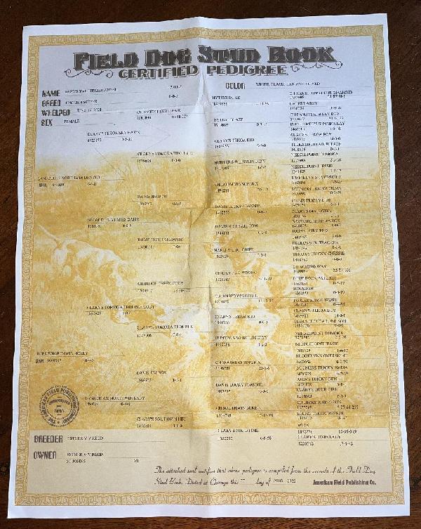 REEDS SWEETBRIER ANGEL - DAM - PEDIGREE