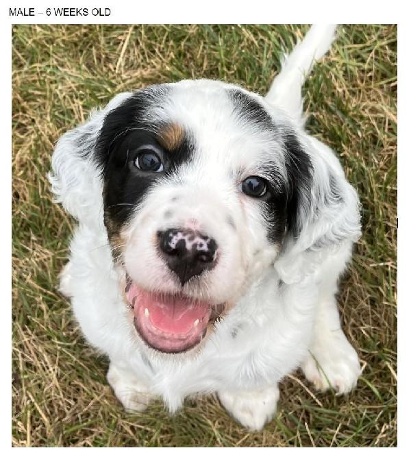 FDSB ENGLISH SETTER PUPPY, NATL CHAMP SIRE English Setter