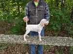 FEMALE POINTER PUPPIES