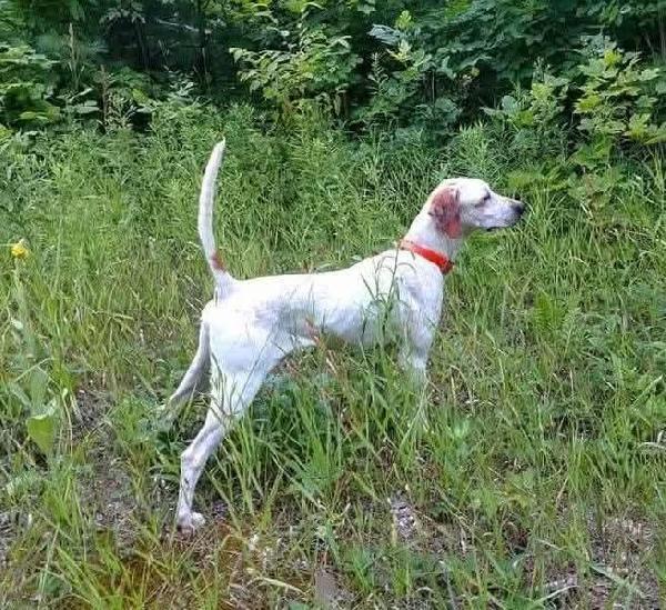 English Pointer