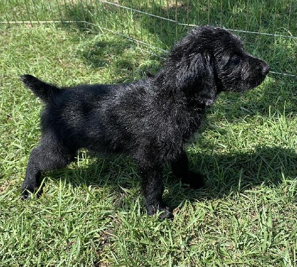 GSP/STANDARD POODLE