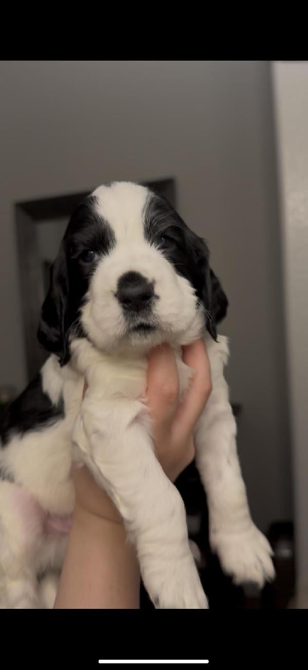 English Cocker Spaniel