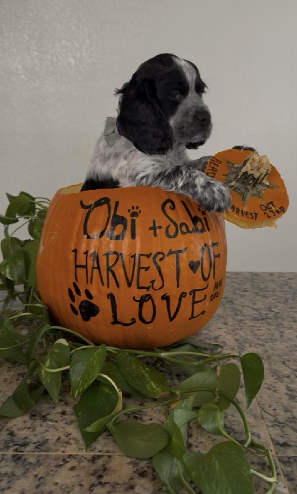 English Cocker Spaniel